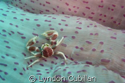 Porcelain Crab behind the anemone. Photo taken at Cabilao... by Lyndon Cubillan 